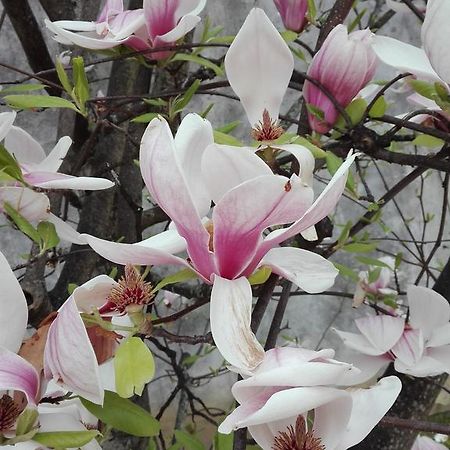 La Magnolia Appartamento Cascina Dış mekan fotoğraf