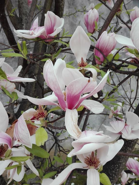 La Magnolia Appartamento Cascina Dış mekan fotoğraf